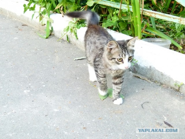 Котовторник   27.08.2013