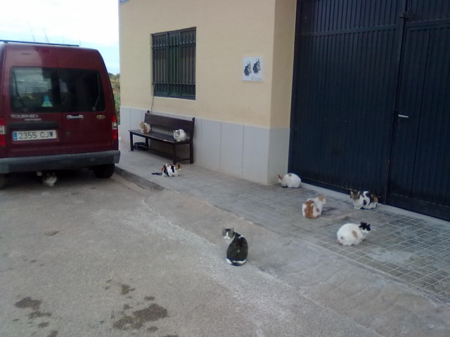 Котовторник   31.12.  2013