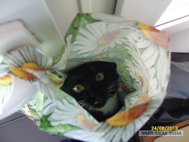 Котовторник  25.03.2014