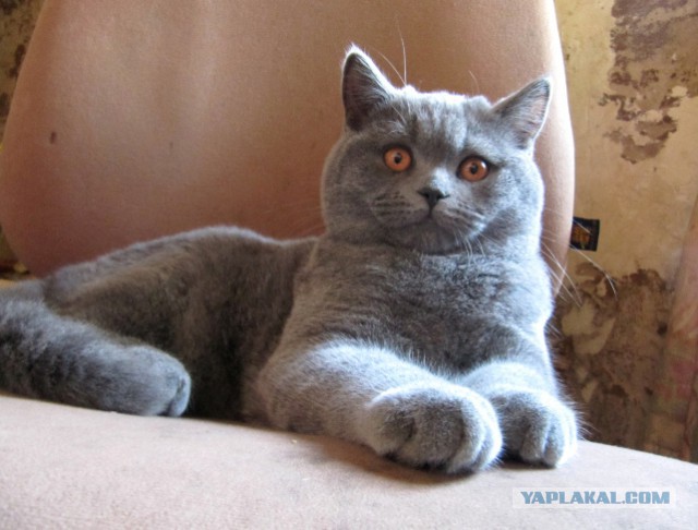 Котовторник 01.04.2014