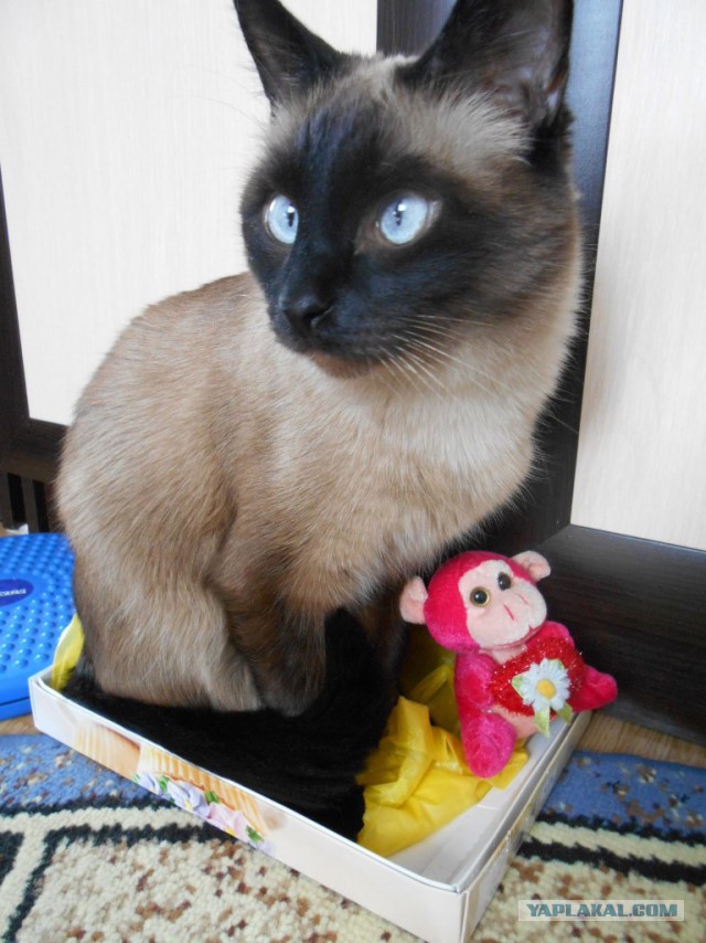 С Котовторником!