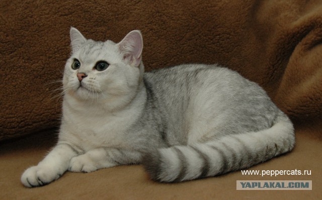 Котофоты - выставка.