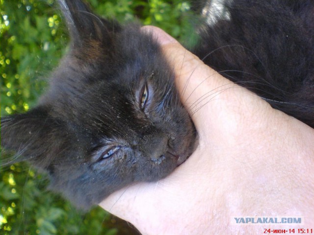 Котовторник 24.06.2014