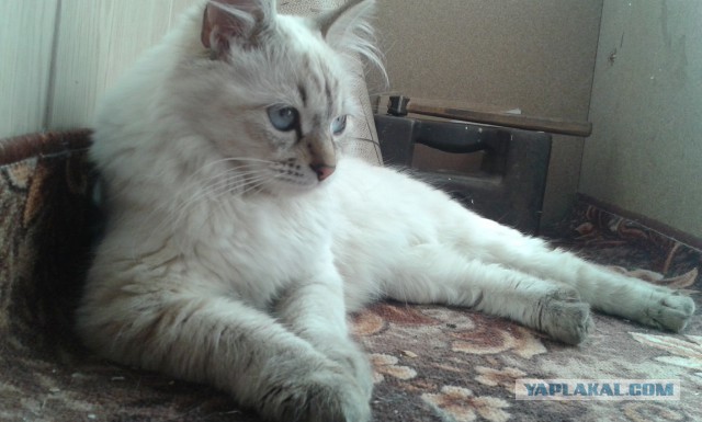 Котовторник  08.07.2014