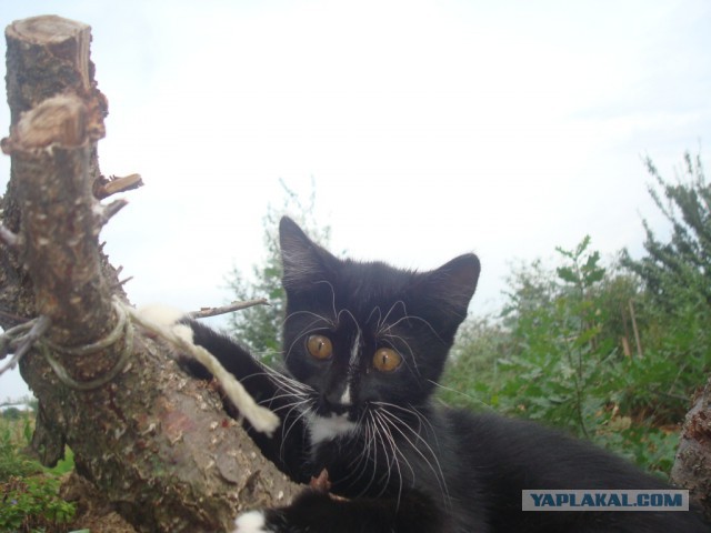 Котовторник на вторник, Котовторник