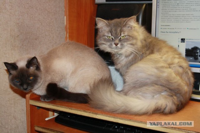 Котовторник 19.08.2014