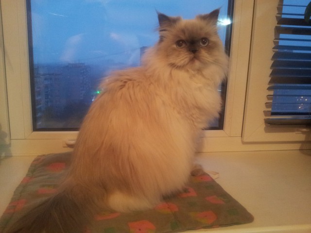 Котовторник 21.10.2014