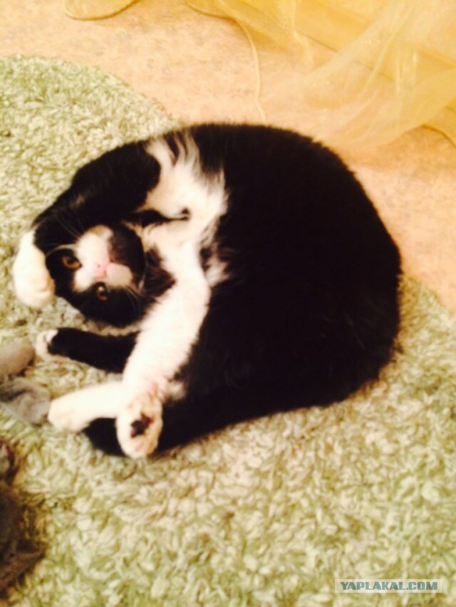 Котовторник 23.12.2014