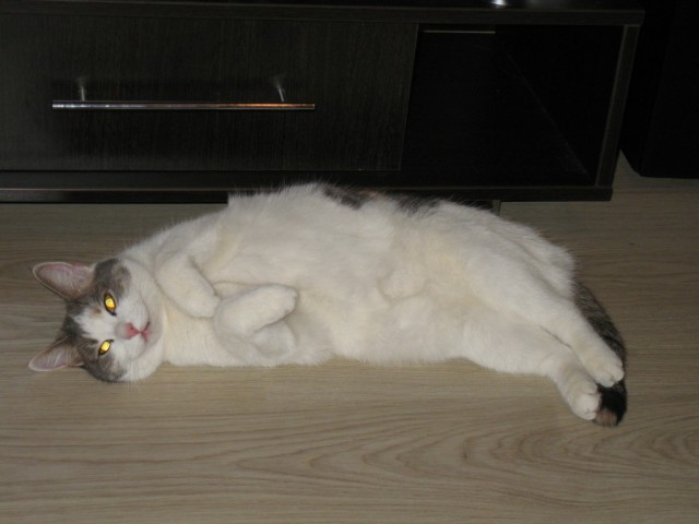 Котовторник