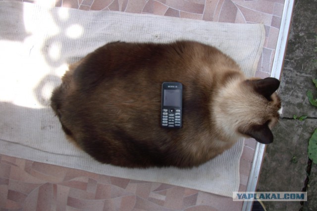 Самые крупные коты