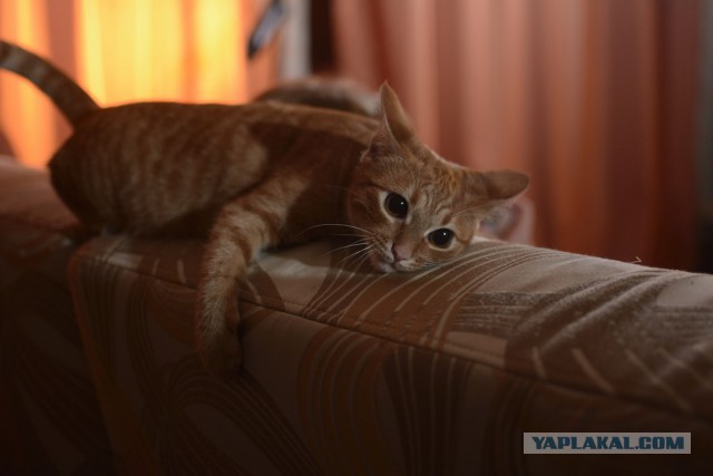 Котовторник