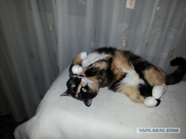 Котовторник