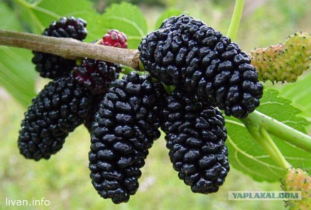 Как выглядят 19 популярных продукта
