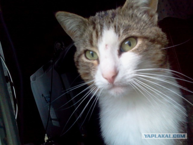 Котовторник   02.06.2015
