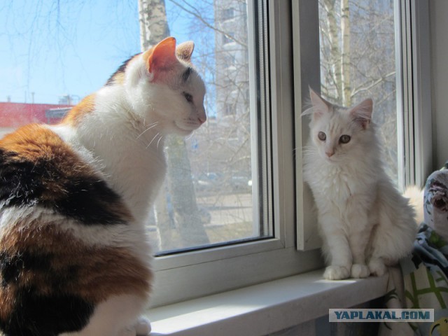 Котовторник