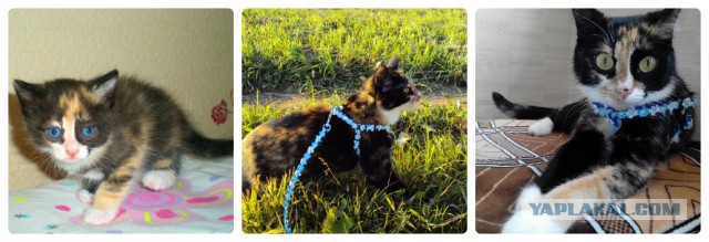 Котовторник 04.08.2015