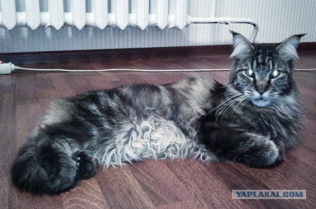 Кошки породы мейн-кун