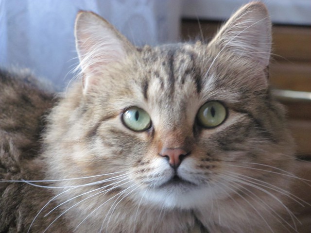 Пост невероятной кошачьей красоты. 25 фот.