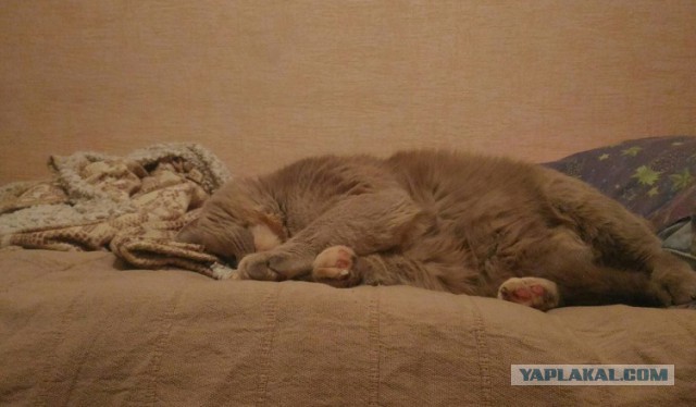 Новогодний котовторник,05.01.16.
