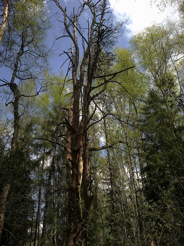 Я узнал, что у меня есть огромная семья