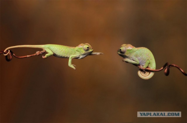 Подборка картинок 21.02.16