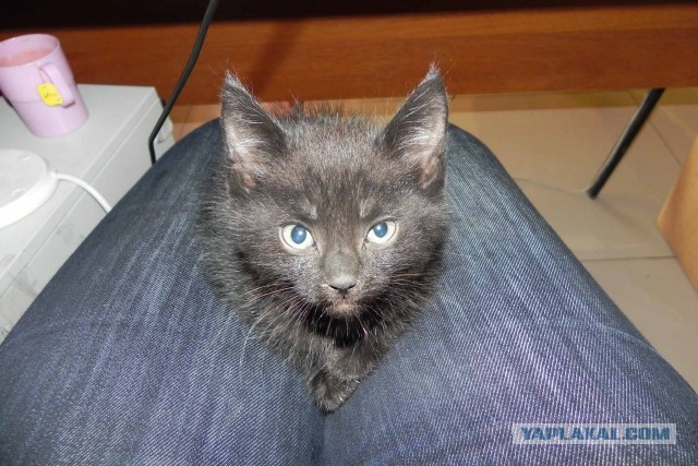 Ваши фотки котов на телефон