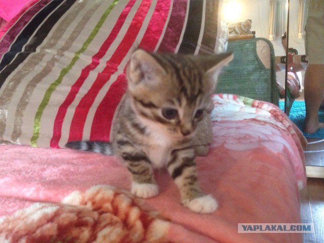 Котовторник. Алиса. Одно из лучших творений природы.