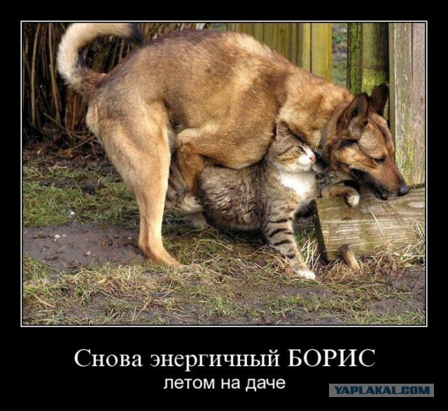 Картинки в черной рамке