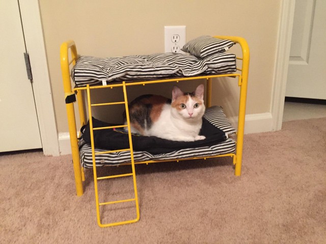 Коты из сети