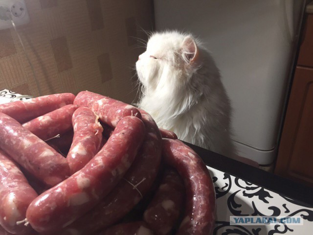 Котовторник 11/04/2017