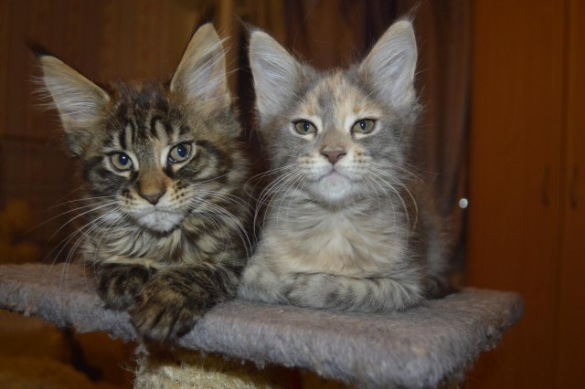 Коты и Кошки