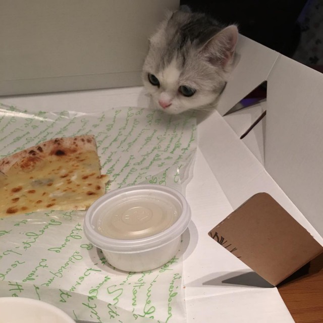 Коты и Кошки