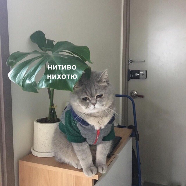 Коты и Кошки