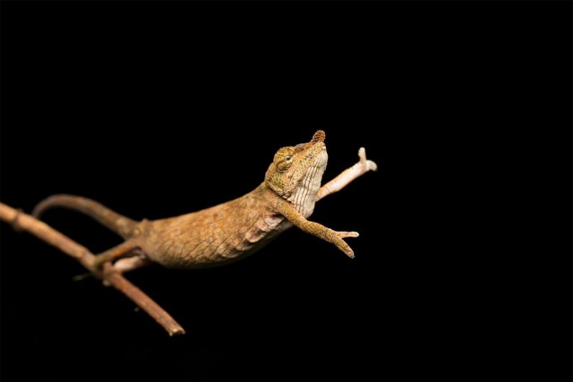 Финалисты самого смешного фотоконкурса в природе — Comedy Wildlife Awards 2017