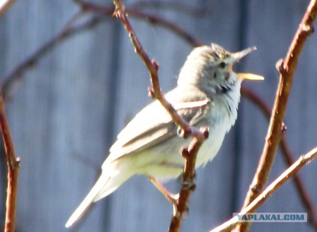 Просто Природа