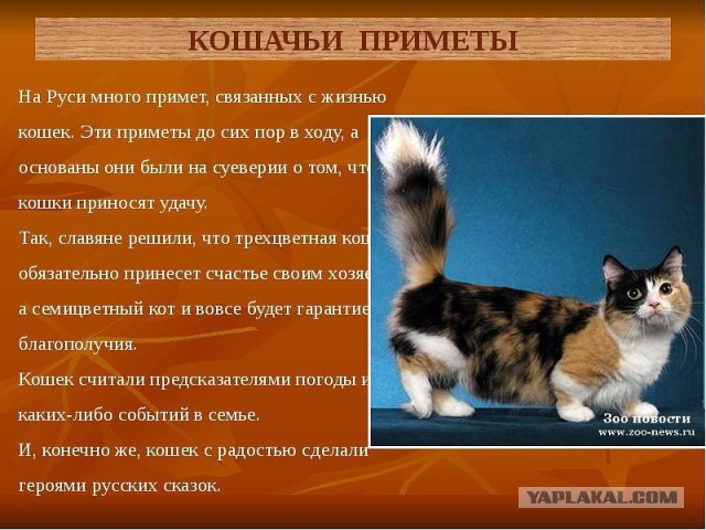 Всем моим бородатым друзьям посвящается