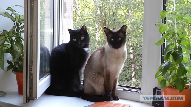 Котовторник 24.04.2018