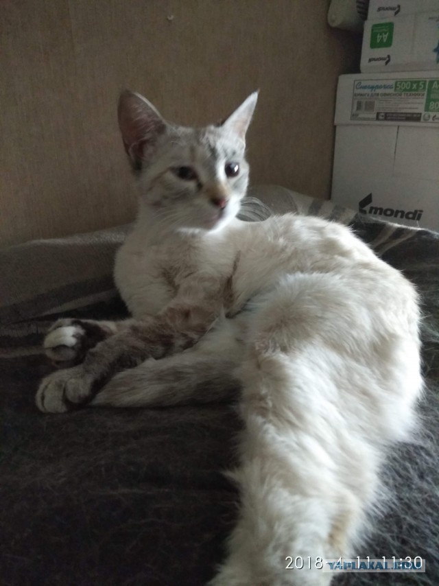 Котовторник  01.05.2018