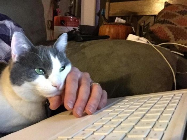 Кот без прикрас