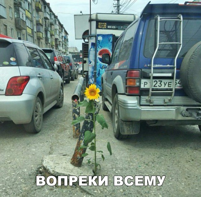 Прикольные картинки обо всём