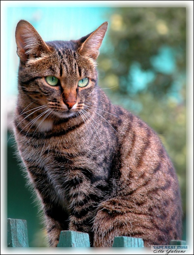 Котовторник на ЯПлакалъ