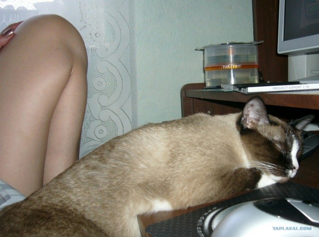 Коты на вторник на ЯПлакалъ (07.10.2008)