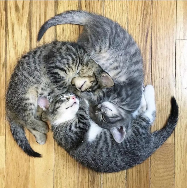 Прикольных котов пост