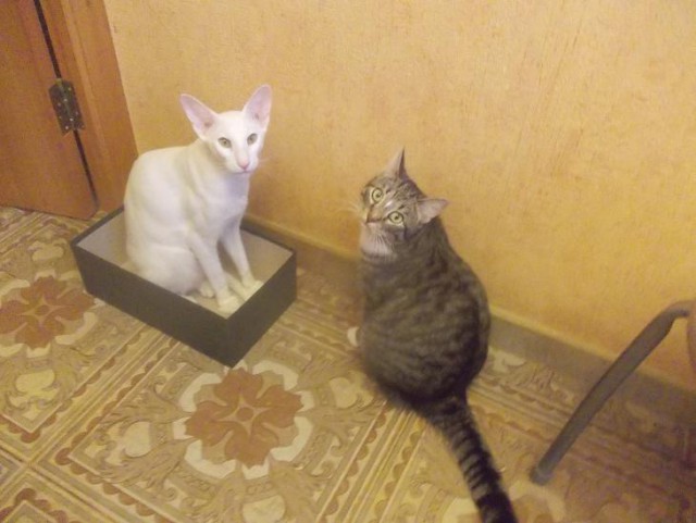 Почему кошки так любят коробки?