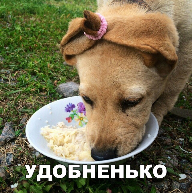 Милые животные. Мимиметр сломался