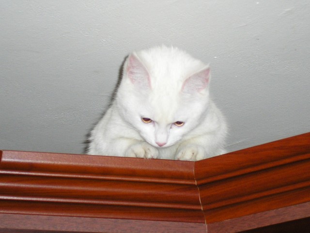 Котовторник уже сегодня!
