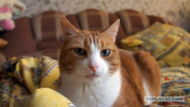 Котовторник  07.06.11