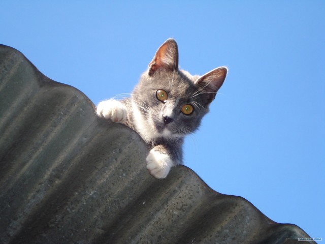 Котовторник объявляется открытым!