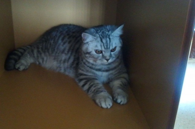 Десантный котовторник