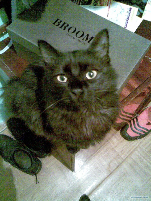 Котовторник! 08.11.11